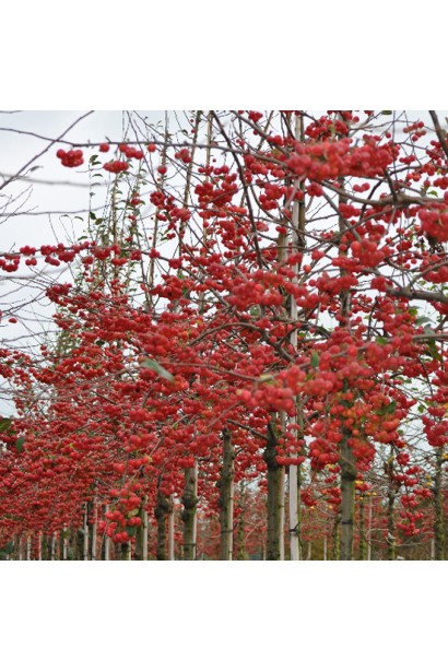 Райская яблоня Ред Сентинел для украшения сада.